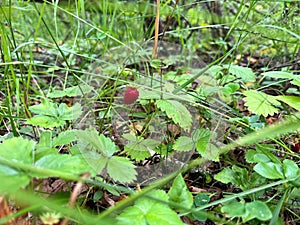 Ripe wild strawberry in the forest. National Strawberry Day