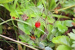 Ripe wild strawberry in summer forest.