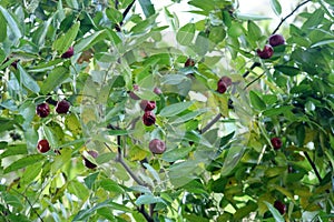 Ripe wild wild jujubes hang on the branches in late autumn.