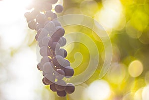 Ripe wine bunch of grapes in autumn in the sun with blur background