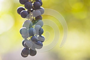 Ripe wine bunch of grapes in autumn in the sun with blur background