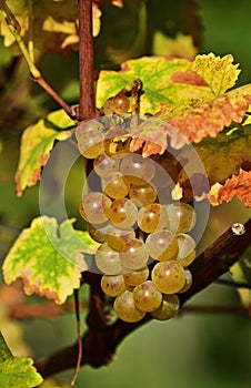 Ripe wine grape in Kahlenberg vineyard