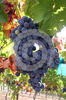 Ripe Wine Grapes