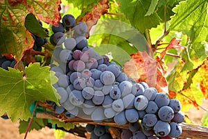 Ripe Wine Grapes