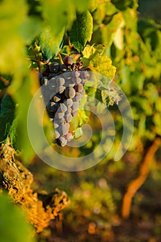 Ripe Wine Grapes