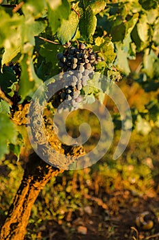 Ripe Wine Grapes