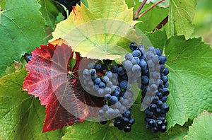 Ripe Wine Grapes on the Vine