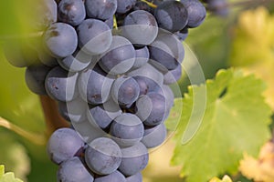 Ripe wine grapes on the vine