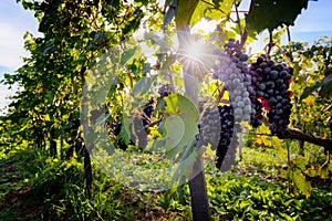 Ripe wine grapes on vines in Tuscany, Italy.