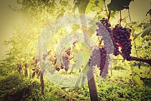 Ripe wine grapes on vines in Tuscany vineyard, Italy