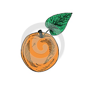 Ripe yellow apricot with leaf, hand drawn gravure style, vector sketch illustration