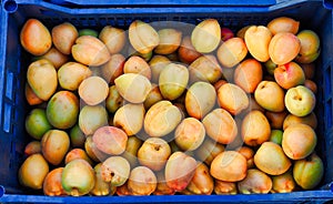 Ripe Yellow Apricots in Blue Plastic Crate
