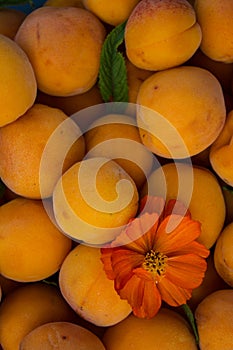 Ripe yellow apricots on an old wooden table