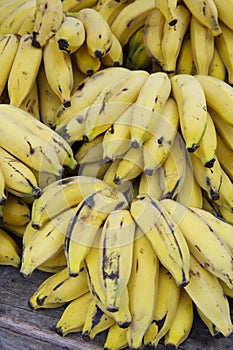 Ripe Yellow Banana Bunches at Brazilian Farmers Market