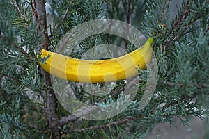 ripe yellow banana on a green juniper