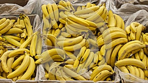 Ripe yellow bananas packed in boxes on the counter of a market supermarket. Background Wallpaper Banner