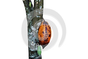 Ripe yellow cacao pod on tree isolated on white background.