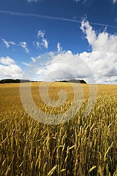 ripe yellow cereals