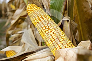 Ripe yellow cob of sweet corn on the field. Dry corn cob ready for harvest, close-up.