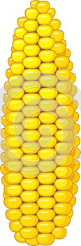 Ripe yellow corn ear
