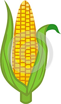 Ripe yellow corn ear with green husk