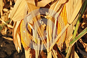 Ripe yellow corn maize cobs close up detail on dry leaves background