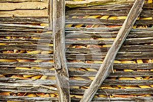 Ripe yellow corn in the old wooden barn