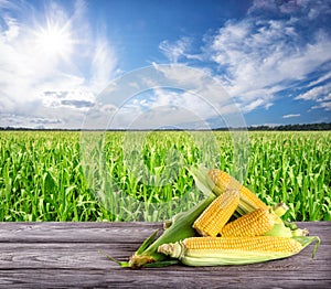 Ripe yellow corn on wooden table in the background of cornfield