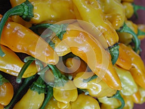 Ripe, yellow datil peppers in a pile