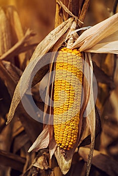 Ripe yellow ear of corn on the cob