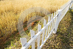 Ripe yellow ears of wheat with white paling photo