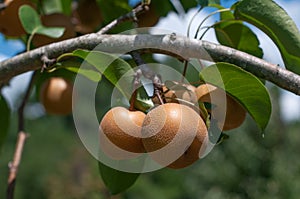 A ripe yellow fruits of asian pear on a branch over green backround of a garden