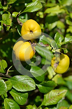 Ripe yellow fruits of a quince Japanese (Chaenomeles japonica (Thunb.) Lindl. ex Spach)