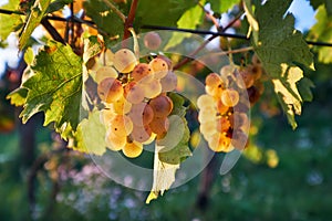 Ripe yellow grapes on grapevine in vineyard