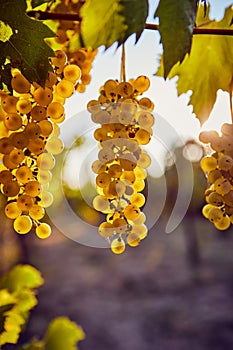 Ripe yellow grapes on a vineyard with sunlight