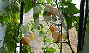 Ripe yellow indoor tomatoes hang on a vine of a tomato bush on the window