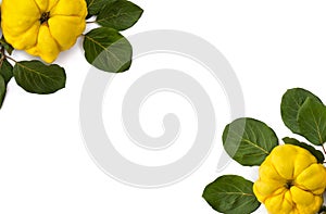 Ripe yellow juicy quince Cydonia oblonga with leaves on white background with space for text. Top view, flat lay