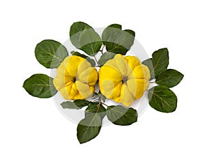 Ripe yellow juicy quince Cydonia oblonga with leaves on white background. Top view, flat lay photo