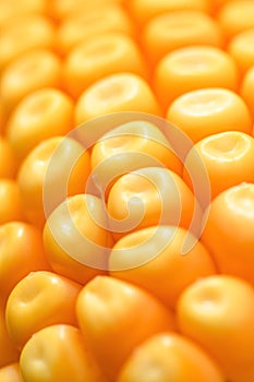 Ripe yellow kernels on corn on the cob, macrophotography