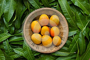 Ripe yellow mango on tropical green leaf background