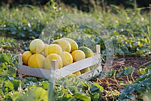 Ripe yellow melon in wood box on the field at organic eco farm