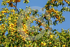 Ripe yellow mirabelle plums Prunus domestica syriaca on tree branches photo
