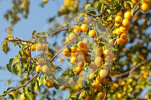 Ripe yellow mirabelle plums on tree branches. Prunus domestica syriaca photo
