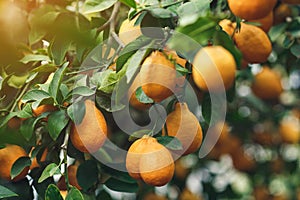 ripe yellow-orange Meyer lemons on a lemon tree.