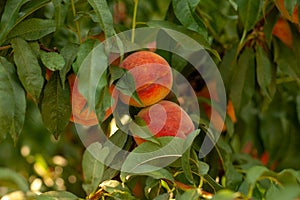 Ripe yellow-orange peaches hanging on a branch of a peach tree