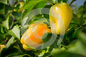 Ripe yellow and orange peppers in a greenhouse. Many fresh leaves. Harvest of vegetables. Sunny day. Close up