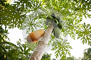 Ripe yellow papaya on tree at biological farm