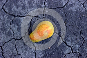 Ripe yellow pear lying on the ground. Autumn harvest