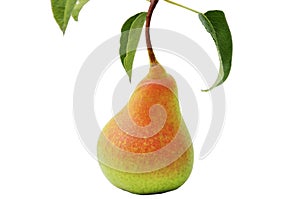 Ripe yellow pear on white background