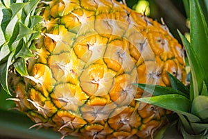 Ripe yellow pineapple with bright sunlight on the plant macro closeup